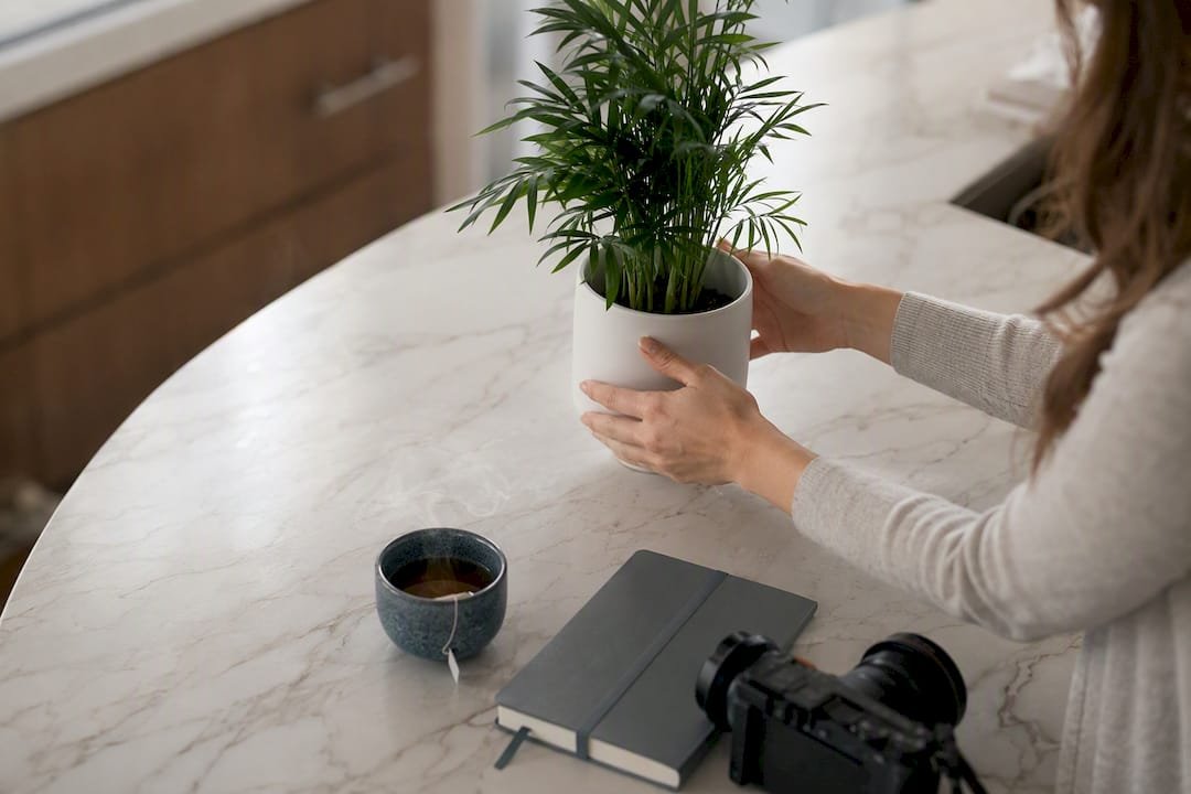 Hands arranging potted plant for review photo